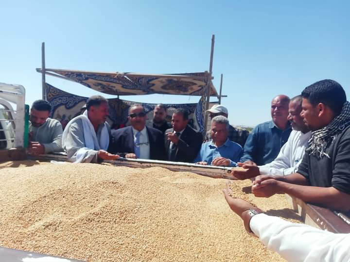  عرس حصاد القمح شرق قناة السويس  (5)