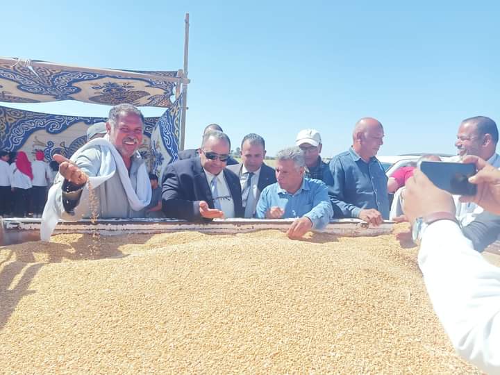  عرس حصاد القمح شرق قناة السويس  (6)