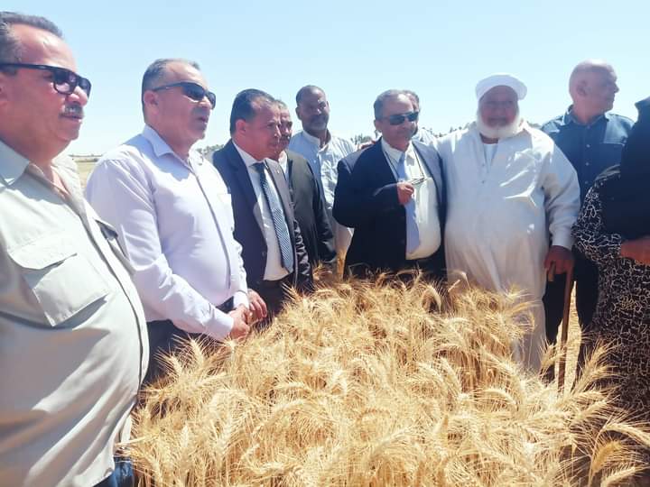  عرس حصاد القمح شرق قناة السويس  (4)