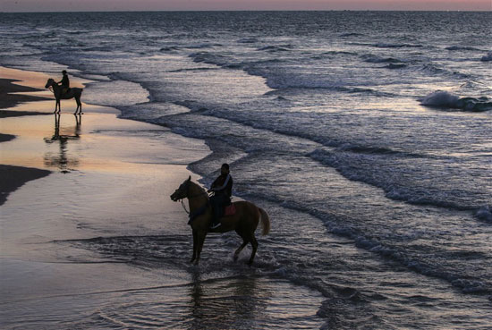 الاستمتاع بركوب الخيل على شواطى غزه   (3)