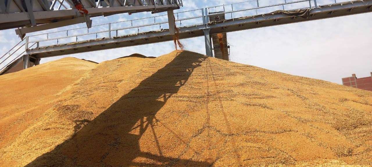 توريد 52 ألف طن قمح لشون وصوامع سوهاج (4)