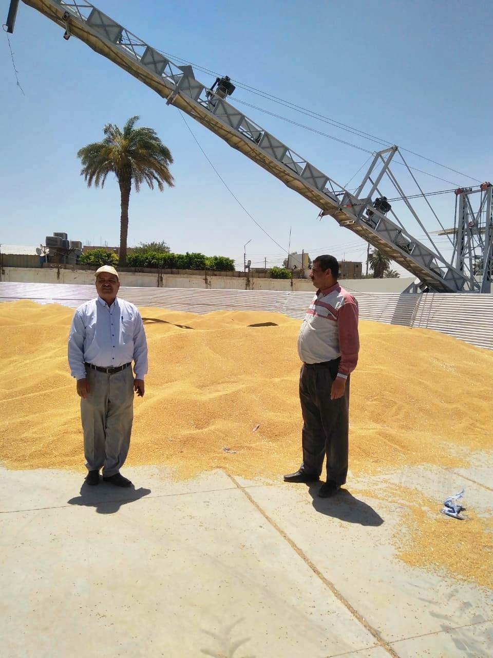 توريد 52 ألف طن قمح لشون وصوامع سوهاج (7)