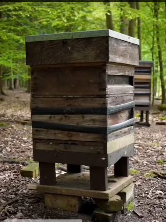 مجموعه من خليات النحل