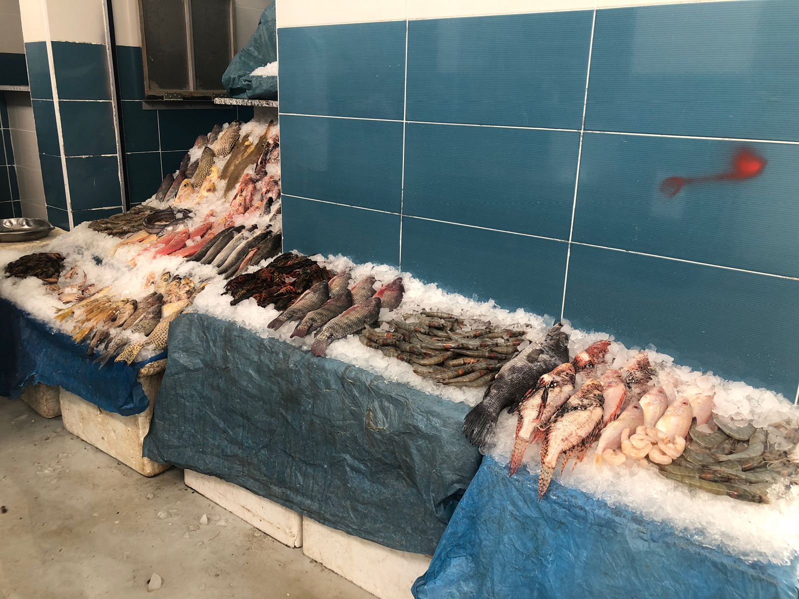 سوق السمك الحضارى الجديد بالمنيب (4)