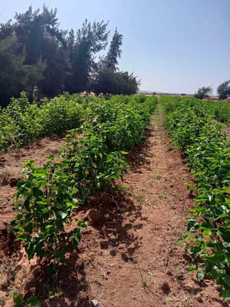 زراعة أجود أنواع التوت لتغذية دود الحرير