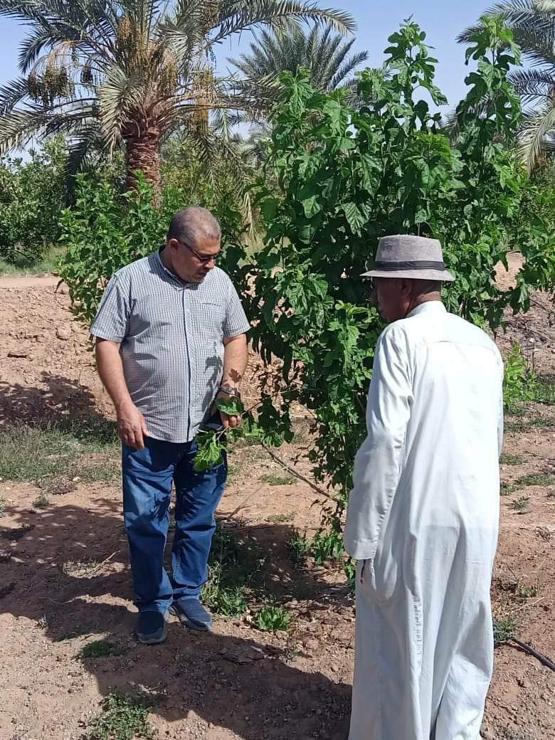 الحاج عبد السلام يستعرض مراحل زراعة التوت مع وكيل الزراعة