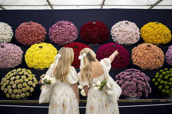 زائر يلتقط صورًا لأزهار الأقحوان خلال معرض تشيلسي للزهور في لندن (3)