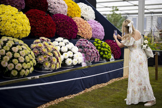 زائر يلتقط صورًا لأزهار الأقحوان خلال معرض تشيلسي للزهور في لندن (2)