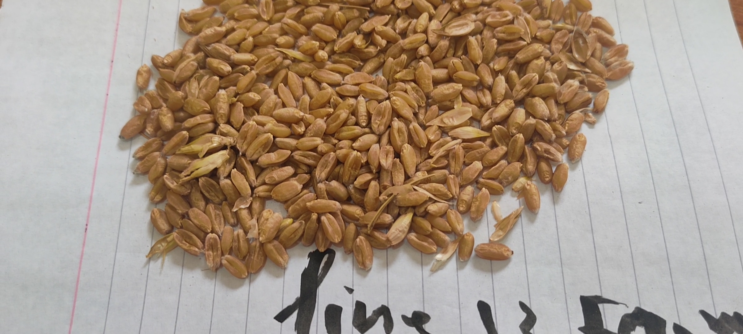 أستاذ زراعة الزقازيق ينجح في استباط طفرات من القمح مقاومة عالية للملوحة (2)