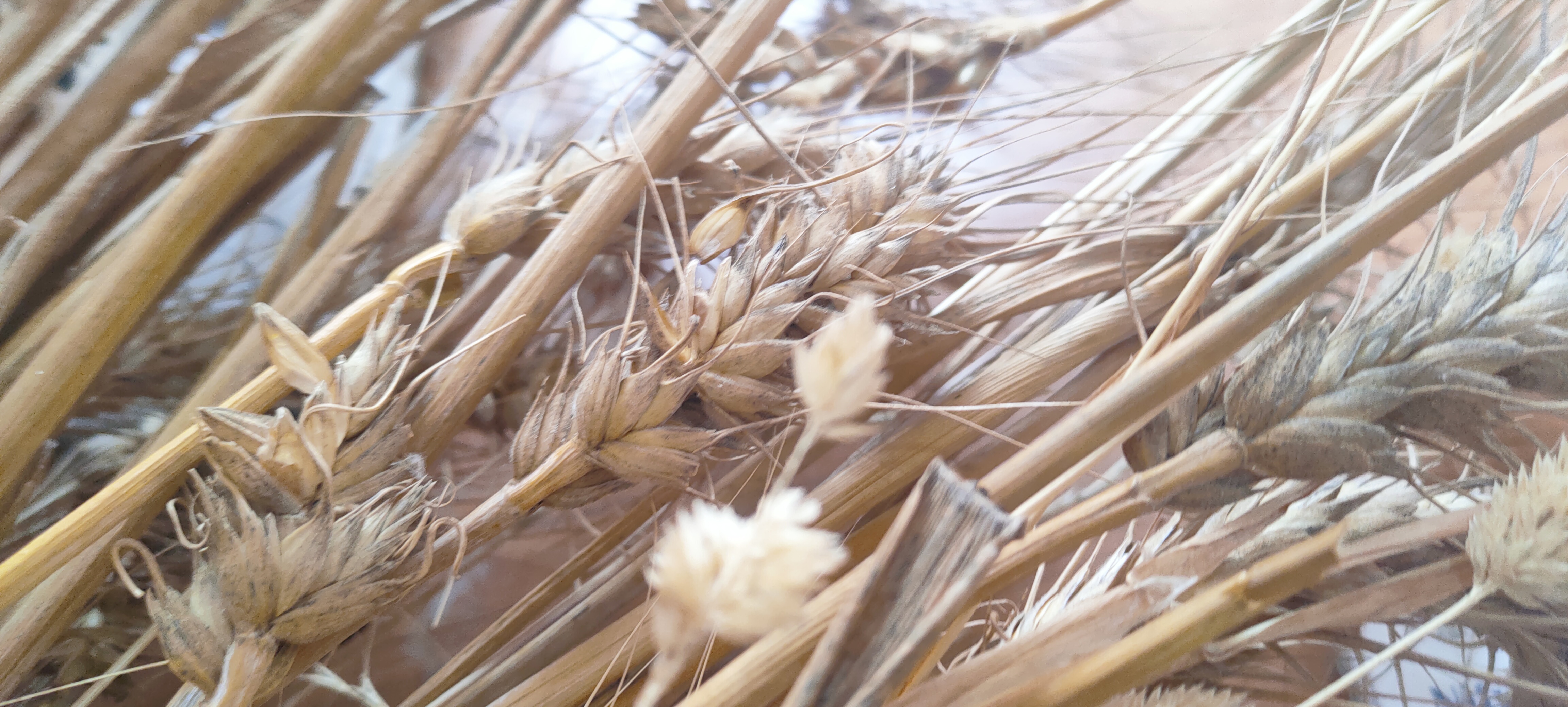 أستاذ زراعة الزقازيق ينجح في استباط طفرات من القمح مقاومة عالية للملوحة (6)