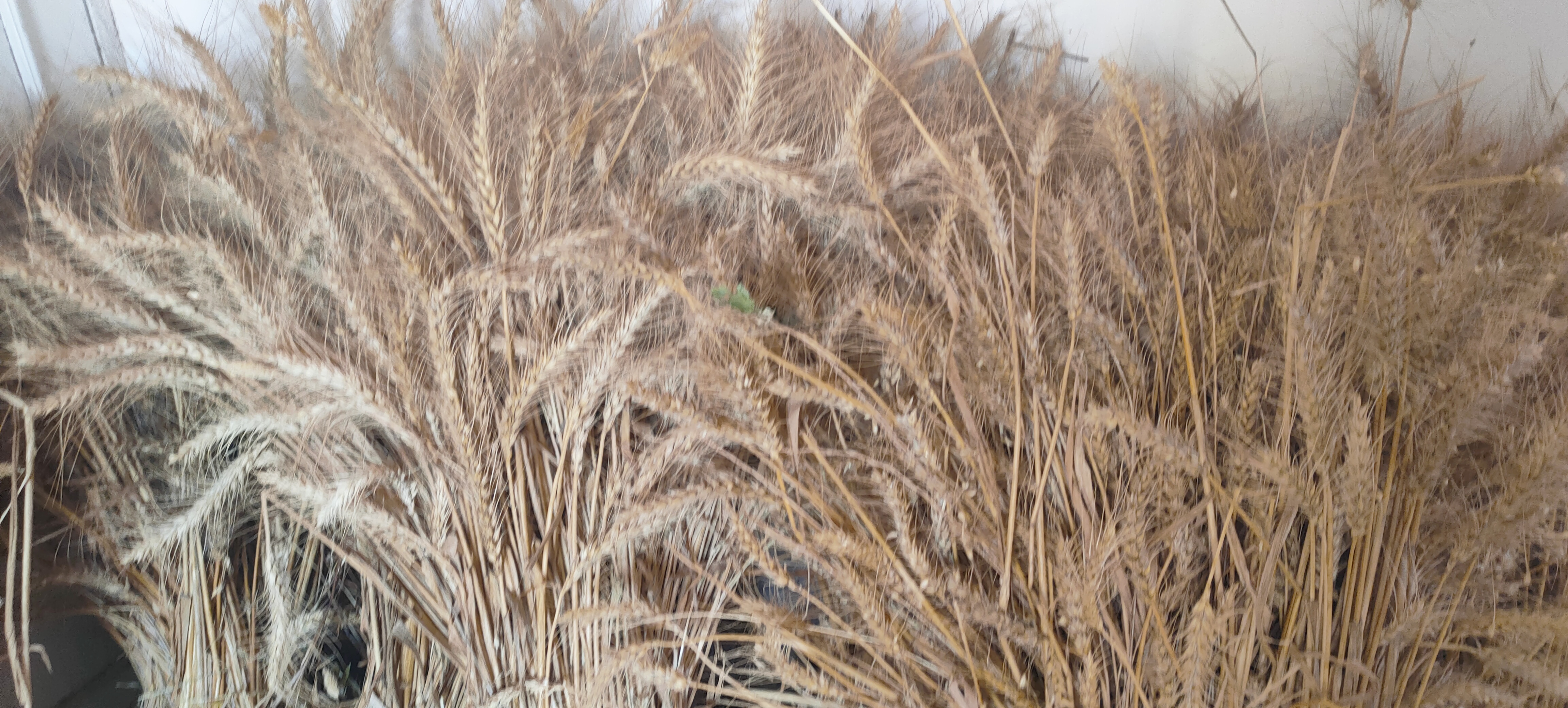 أستاذ زراعة الزقازيق ينجح في استباط طفرات من القمح مقاومة عالية للملوحة (5)