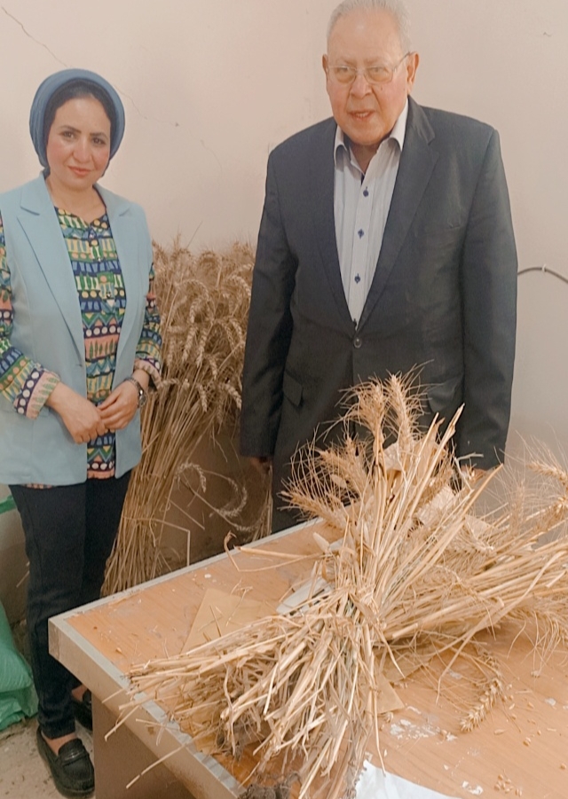 أستاذ زراعة الزقازيق ينجح في استباط طفرات من القمح مقاومة عالية للملوحة (1)
