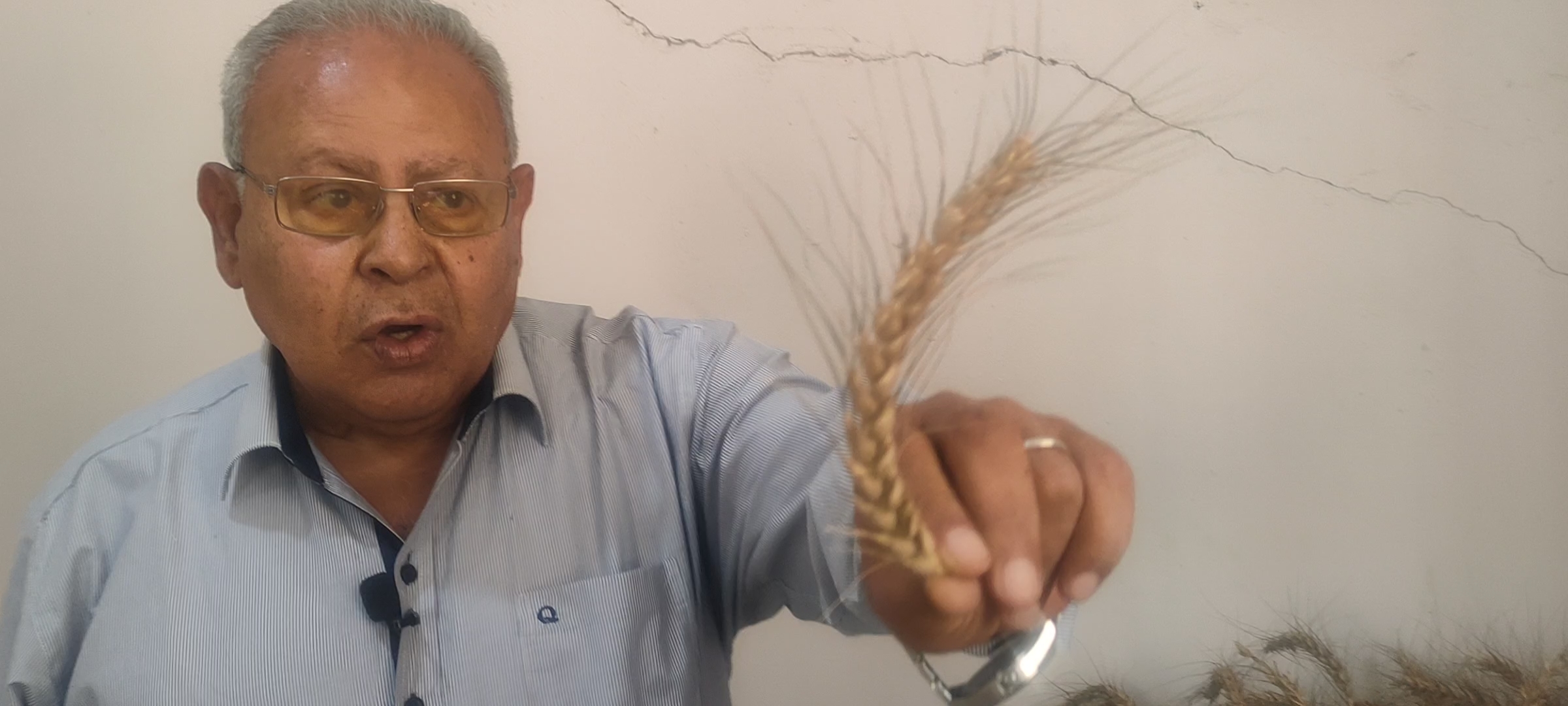 أستاذ زراعة الزقازيق ينجح في استباط طفرات من القمح مقاومة عالية للملوحة (4)