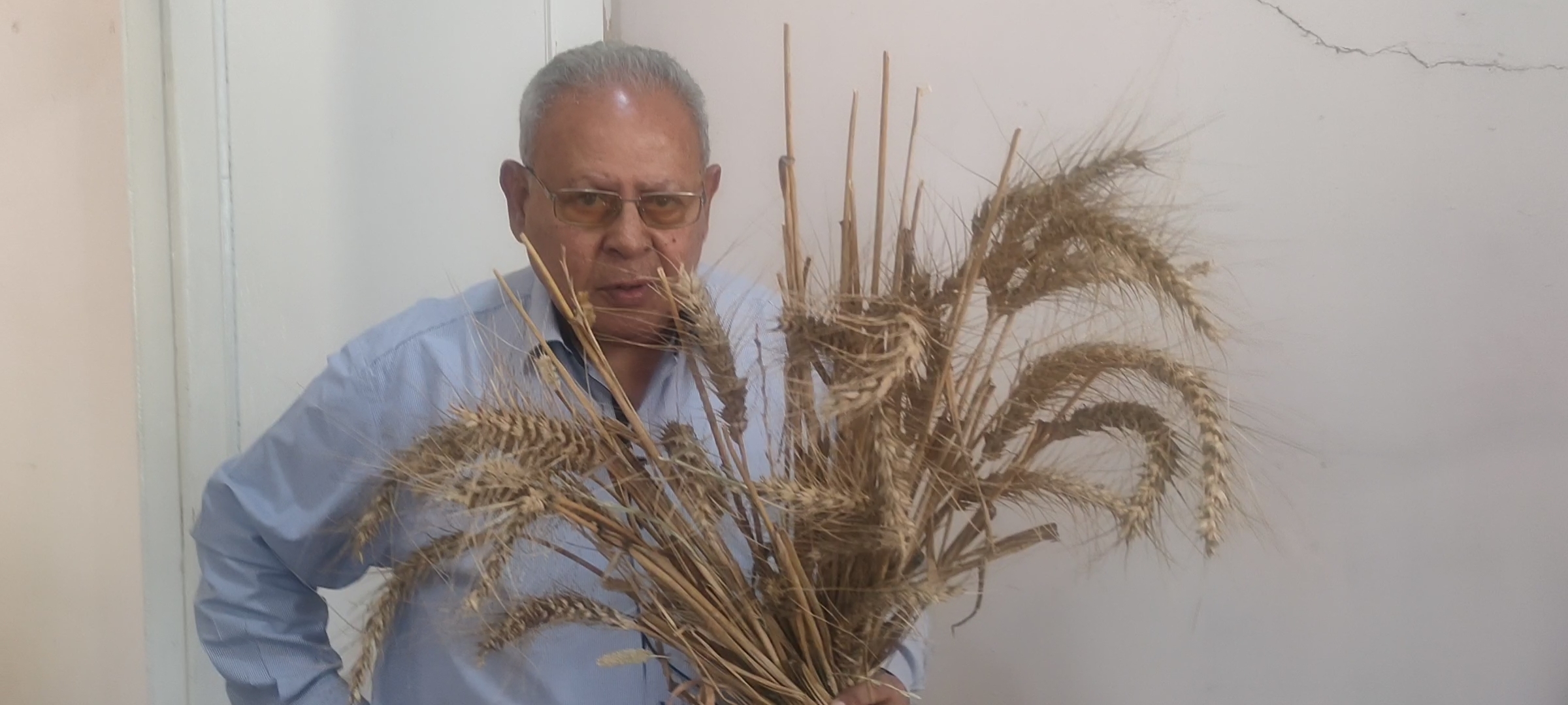أستاذ زراعة الزقازيق ينجح في استباط طفرات من القمح مقاومة عالية للملوحة (3)