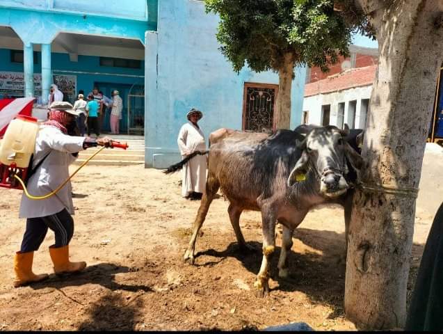جانب من عمل القافلة (3)