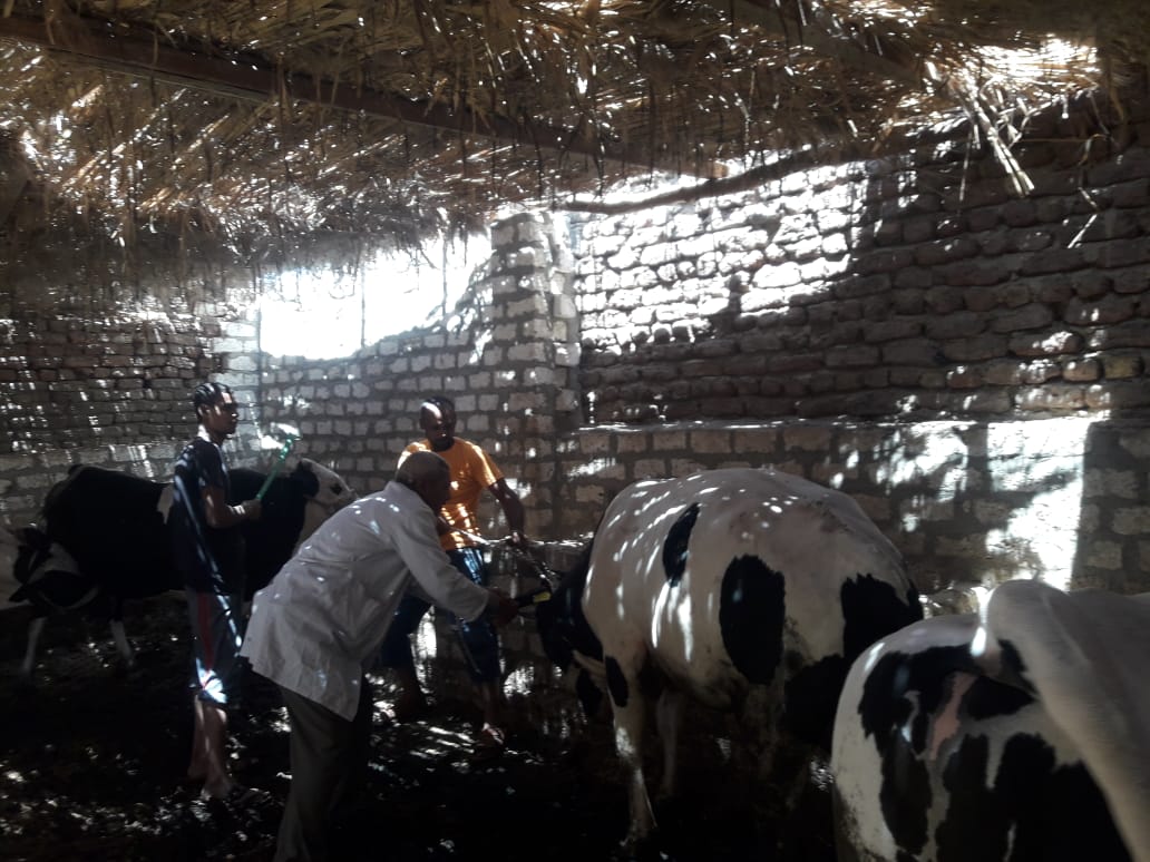 عمليات فحص وتحصين الماشية للحفاظ على الثروة الحيوانية