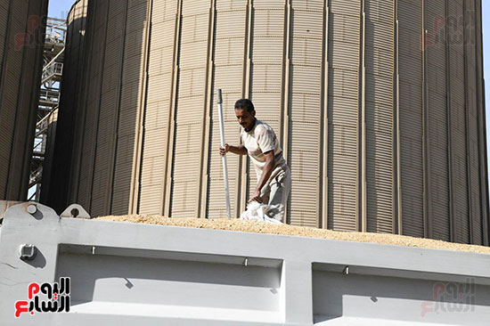 توريد-القمح-لصومعة-الترامسة توريد-القمح-لصومعة-الترامسة