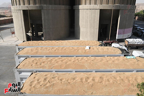 القمح-علي-السيارات القمح-علي-السيارات