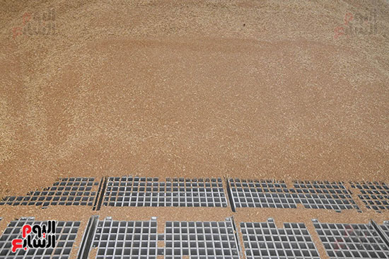 دخول-القمح-لصومعة-الترامسة دخول-القمح-لصومعة-الترامسة