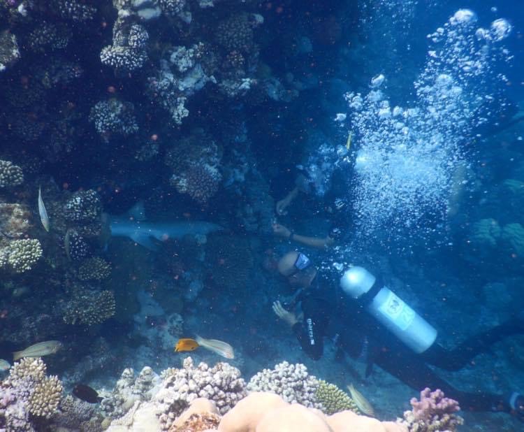 إنقاذ سمكة قرش بمنطقة بورت غالب بعد تعلقها بالشعاب المرجانية (2)