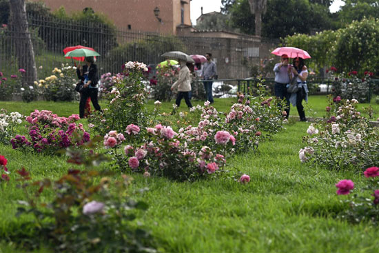 الموطنون يستمتعون بالزهور فى حديقه روما   (4)