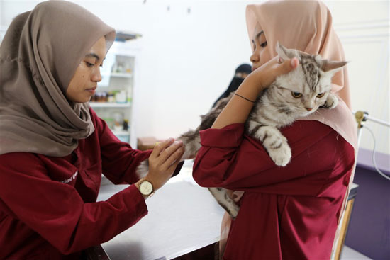 تطعيم القطط