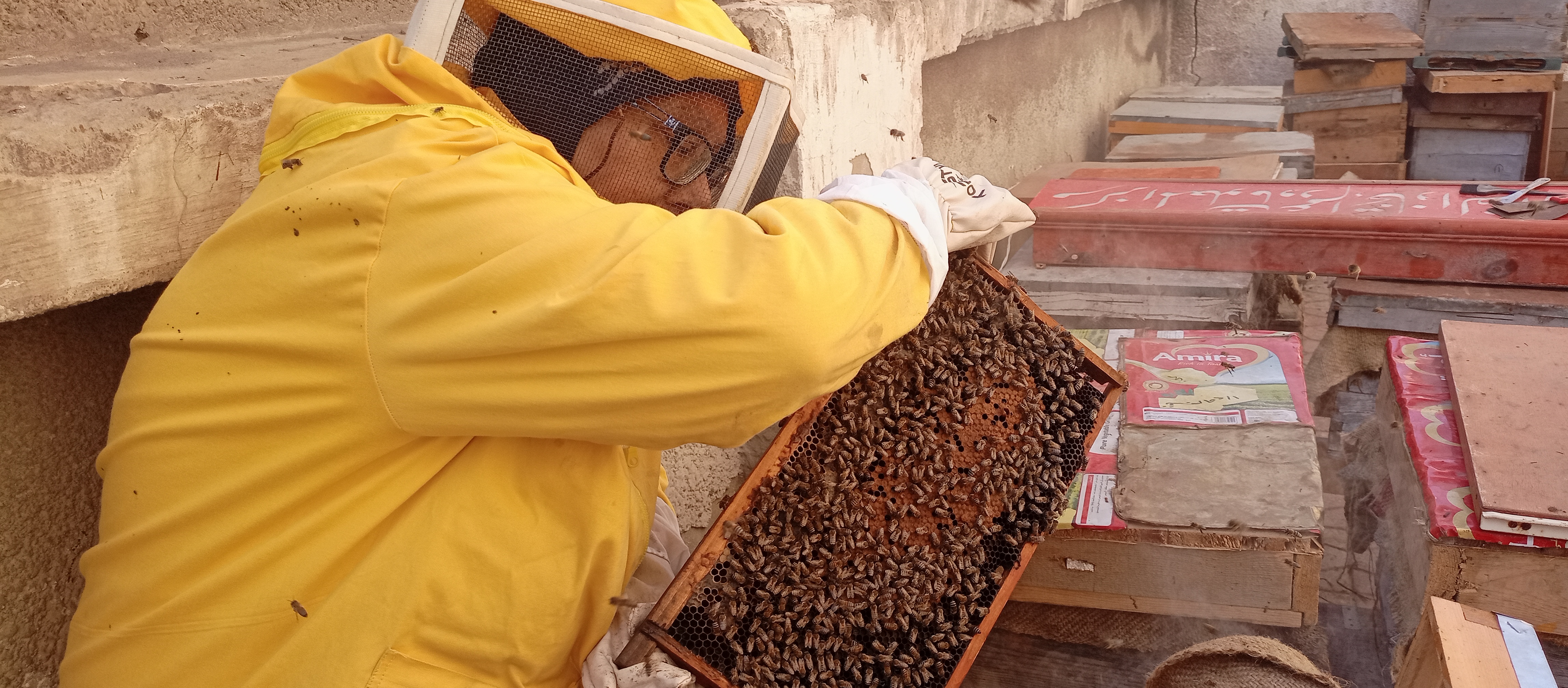 مليون نحلة لإنتاج عسل النحل بزراعة بورسعيد (5)