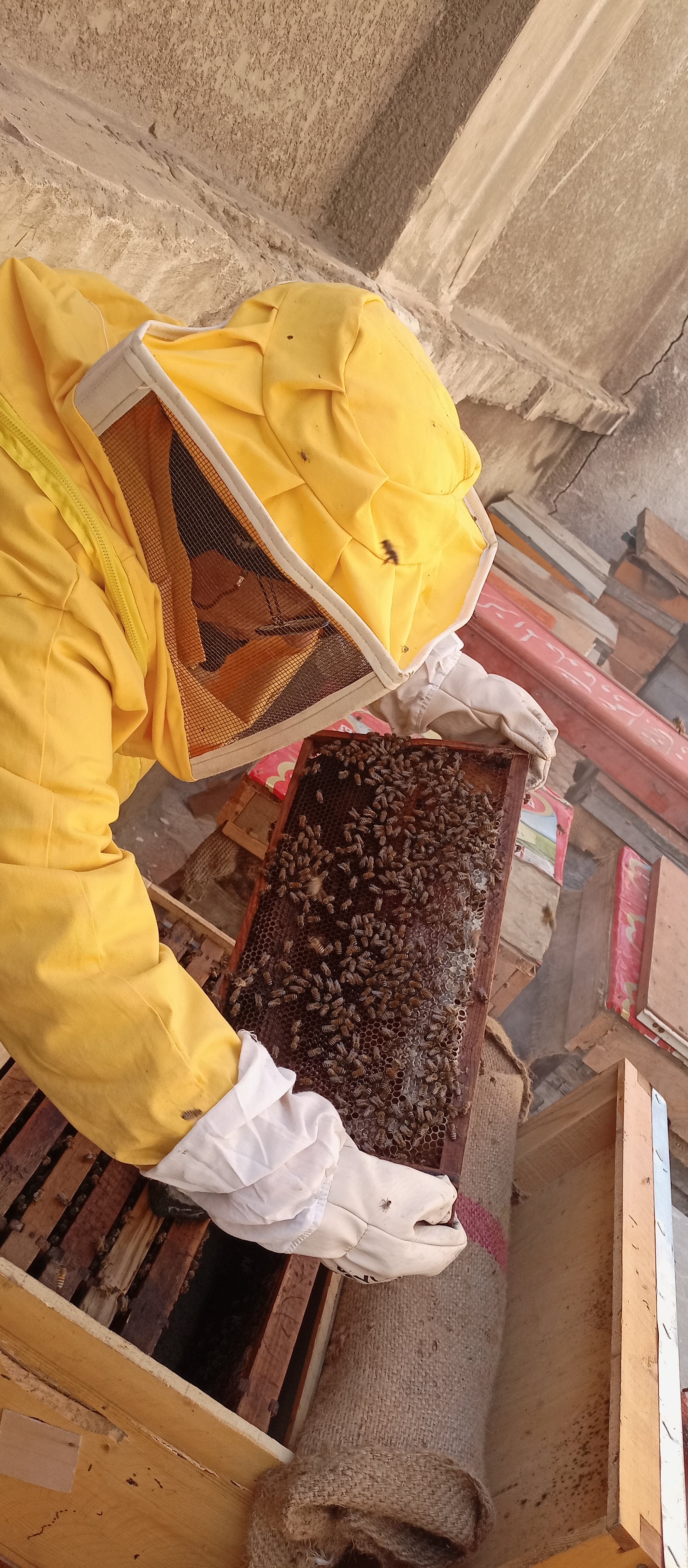مليون نحلة لإنتاج عسل النحل بزراعة بورسعيد (2)