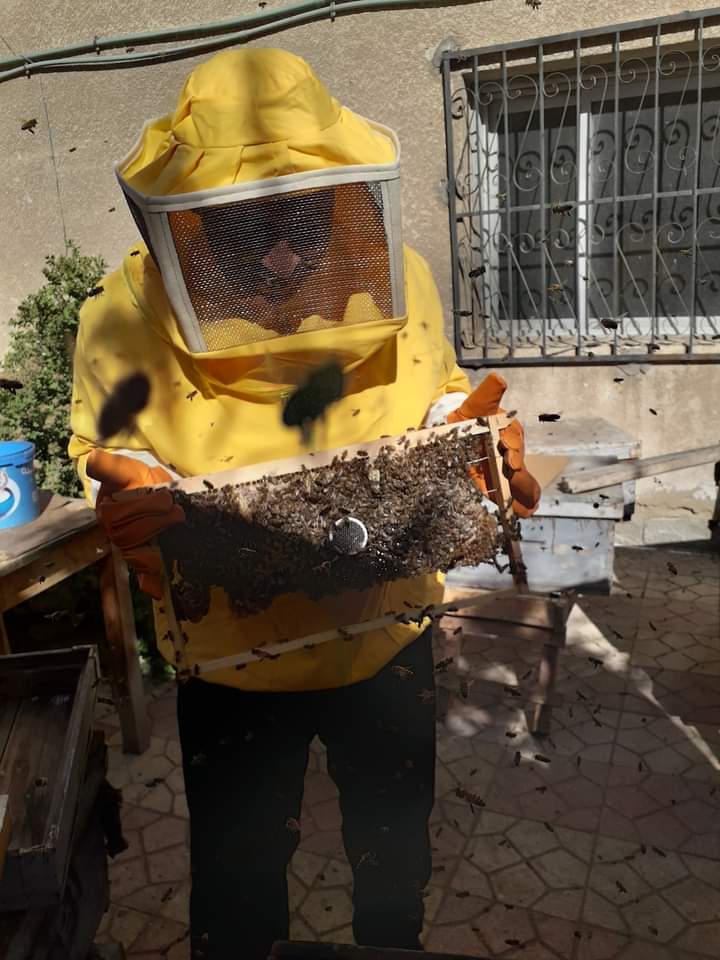 مليون نحلة لإنتاج عسل النحل بزراعة بورسعيد (1)