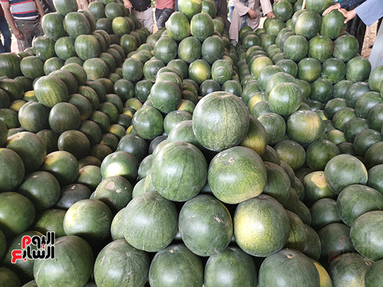 كميات-كبيرة-من-البطيخ-في-وكالة-الفاكهة-بالإسكندرية