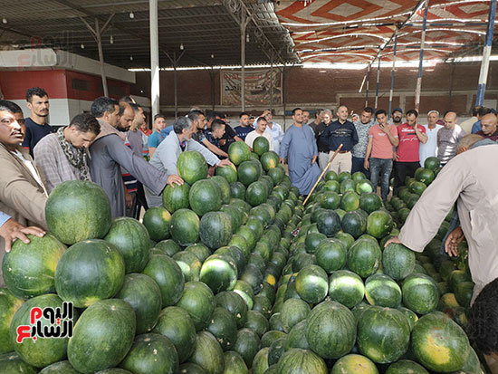 اقبال-كبير-من-التجار-لشراء-البطيخ-في-الإسكندرية
