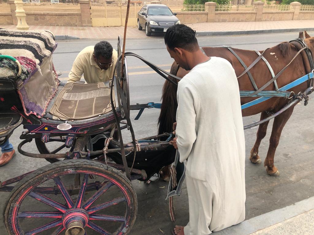 إحلال وتركيب 25 حفاضة جديدة لعربات الحنطور