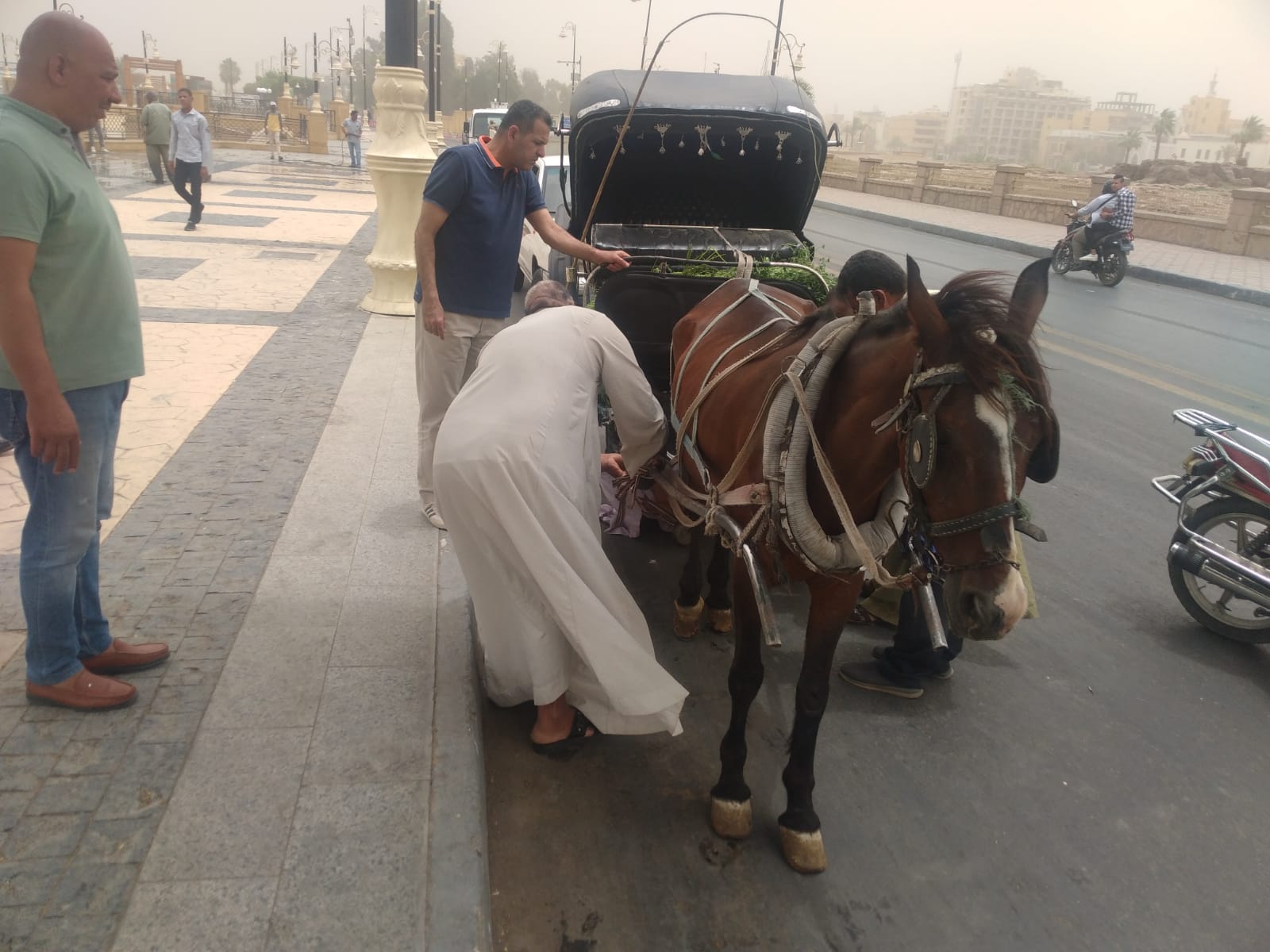 إحلال وتركيب 25 حفاضة جديدة لعربات الحنطور لخدمة السياح