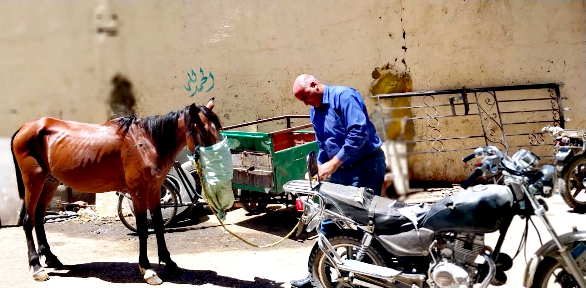 حل شكاوى انتشار الخيول بشكل عشوائي بالأقصر