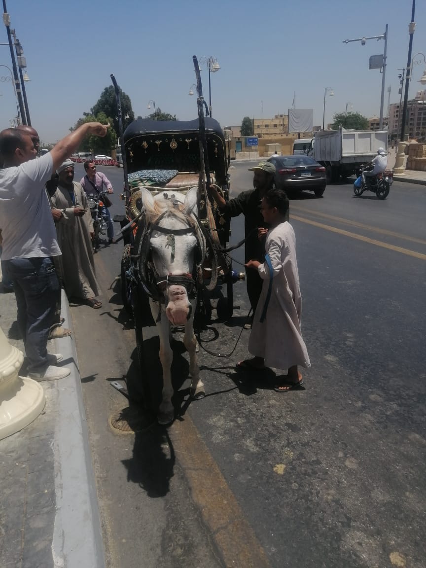 جانب من مصادرة عربات حنطور يقودها أطفال بالأقصر