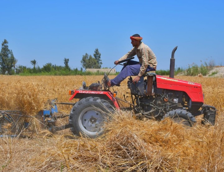 حصاد القمح بمحافظة بورسعيد