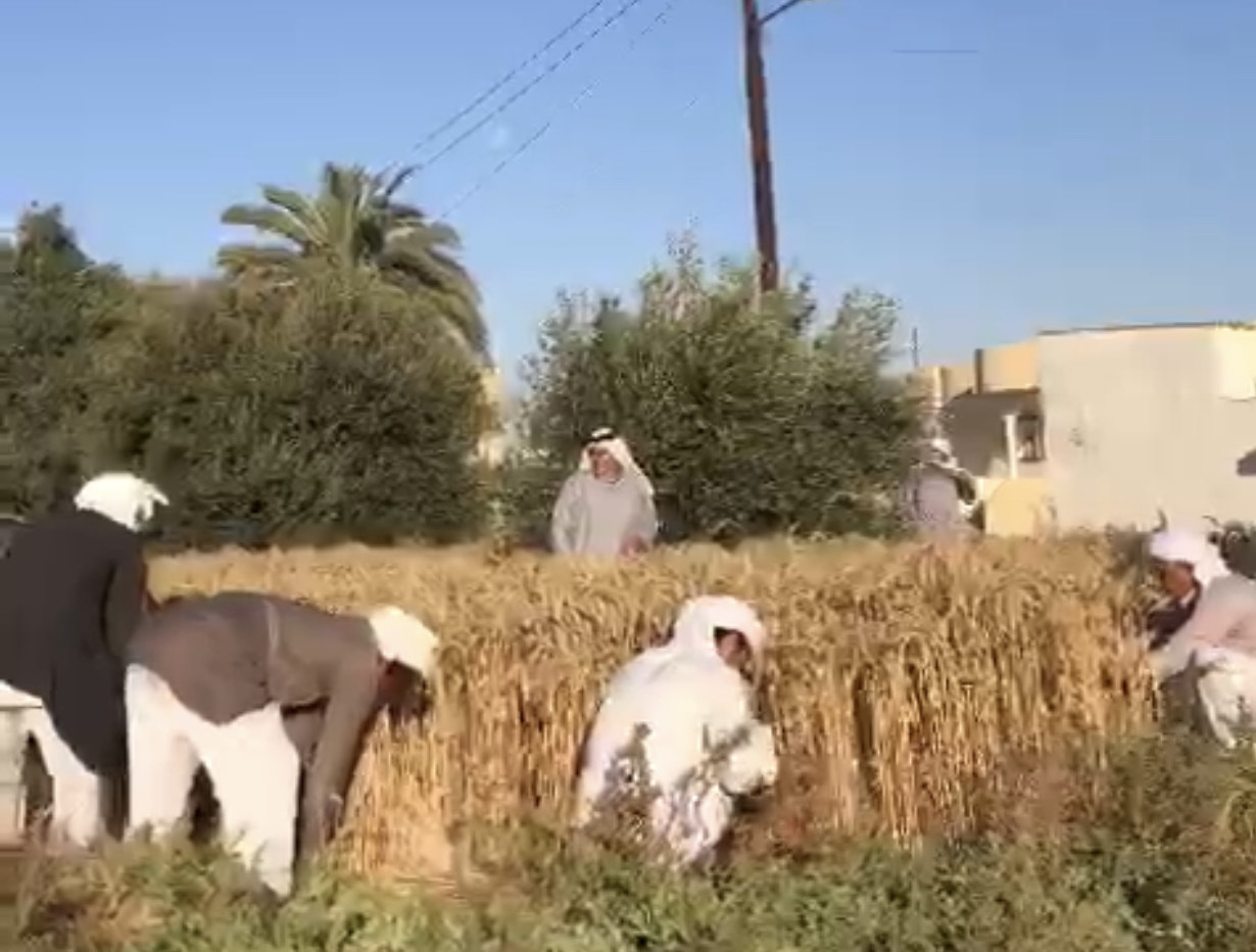 إنطلاق موسم حصاد القمح والشعير المزروع على مياه الأمطار بقرى الشيخ زويد (3)