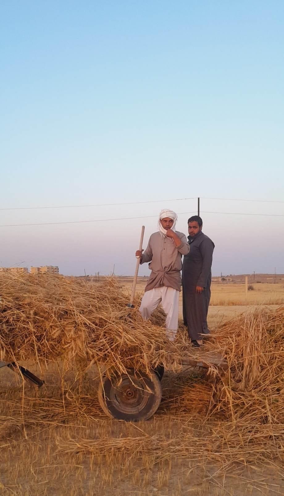 إنطلاق موسم حصاد القمح والشعير المزروع على مياه الأمطار بقرى الشيخ زويد (1)