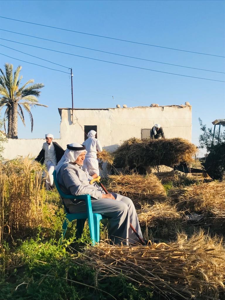 إنطلاق موسم حصاد القمح والشعير المزروع على مياه الأمطار بقرى الشيخ زويد (5)