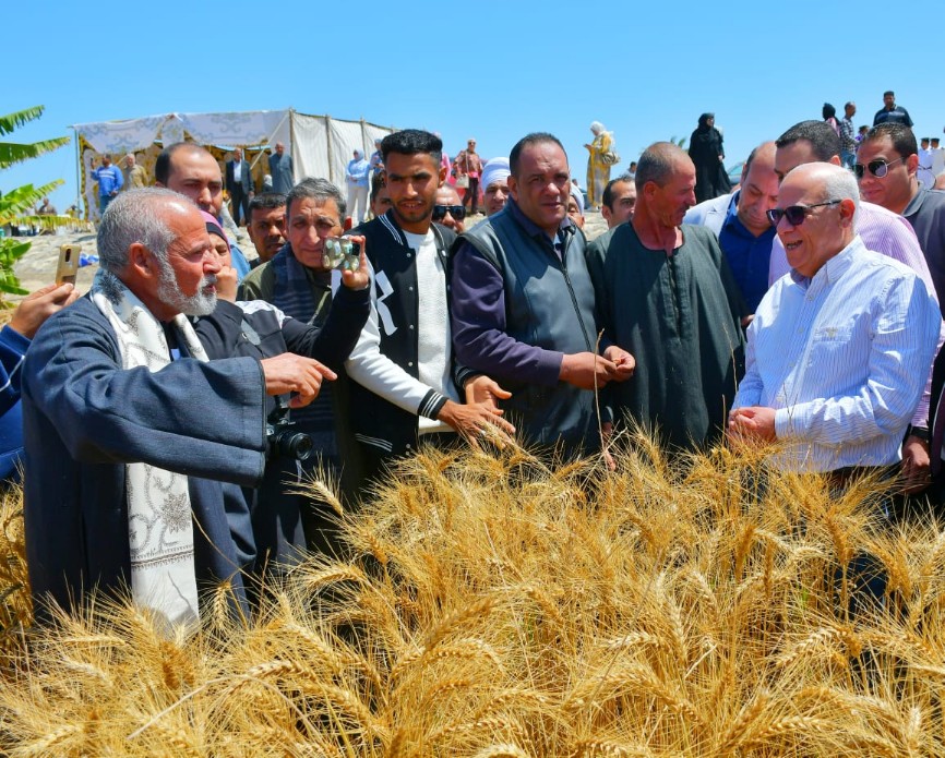 محافظ بورسعيد خلال حصاد القمح
