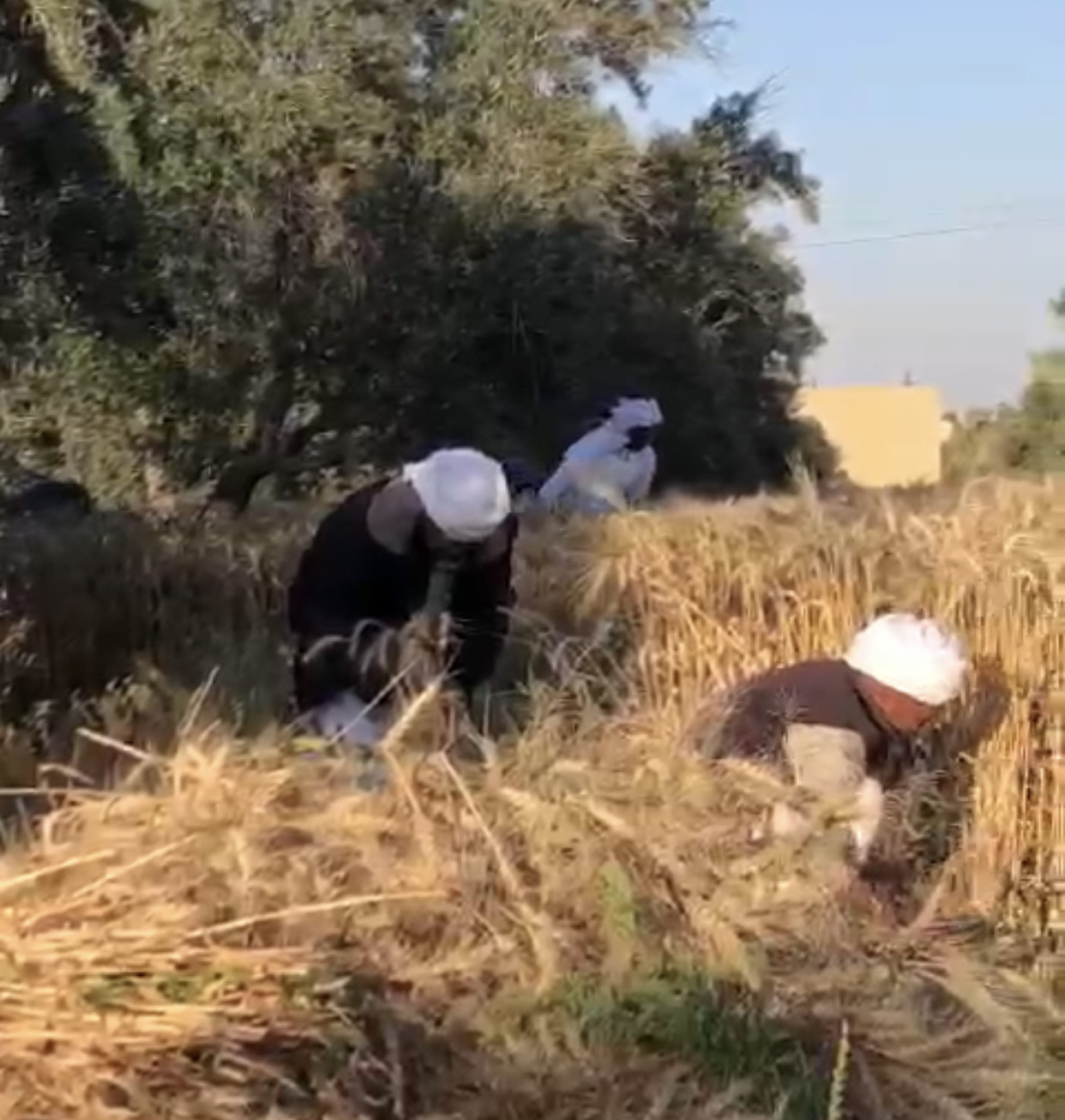 إنطلاق موسم حصاد القمح والشعير المزروع على مياه الأمطار بقرى الشيخ زويد (2)