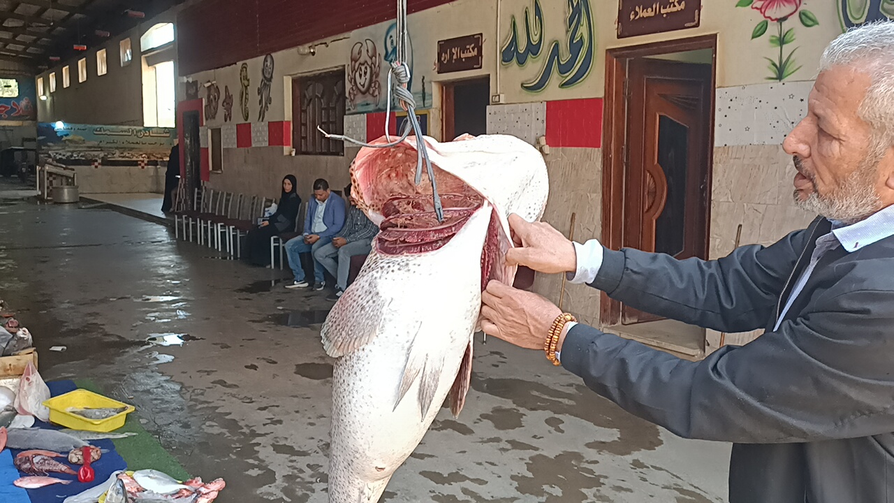  شادر السمك بمدينة شبين الكوم (3)