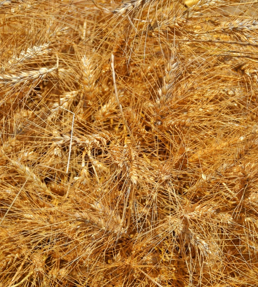 القمح في بورسعيد