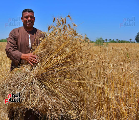 مزارع-يحمل-القمح