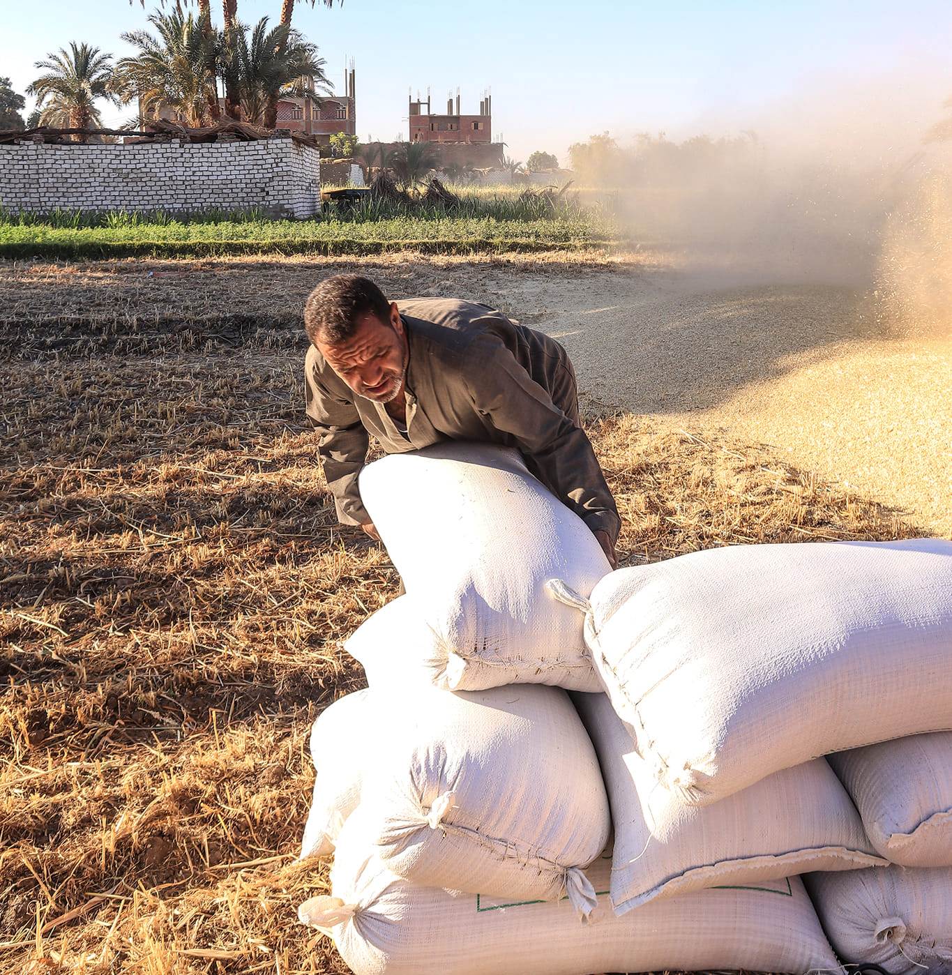 أحد المزارعين خلال دراسة القمح بالمزرعة