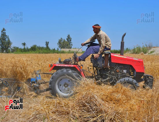 حصاد-القمح-بمحافظة-بورسعيد