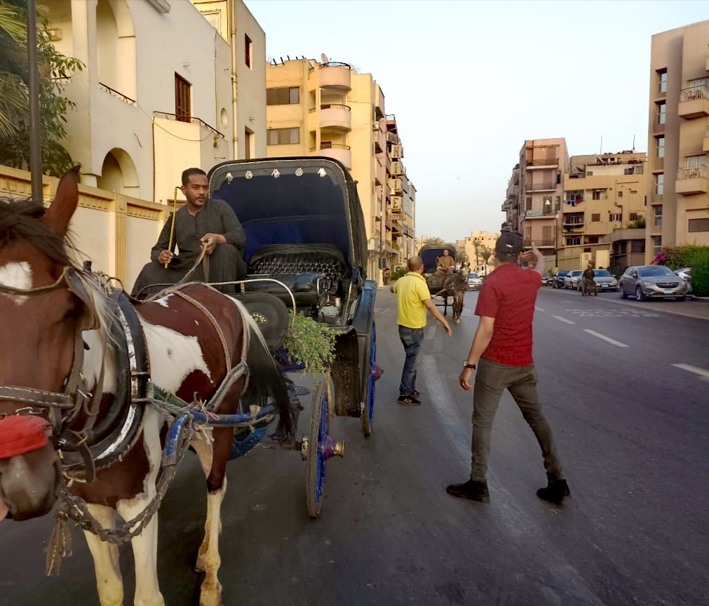 حملات لضبط مخالفات عربات الحنطور