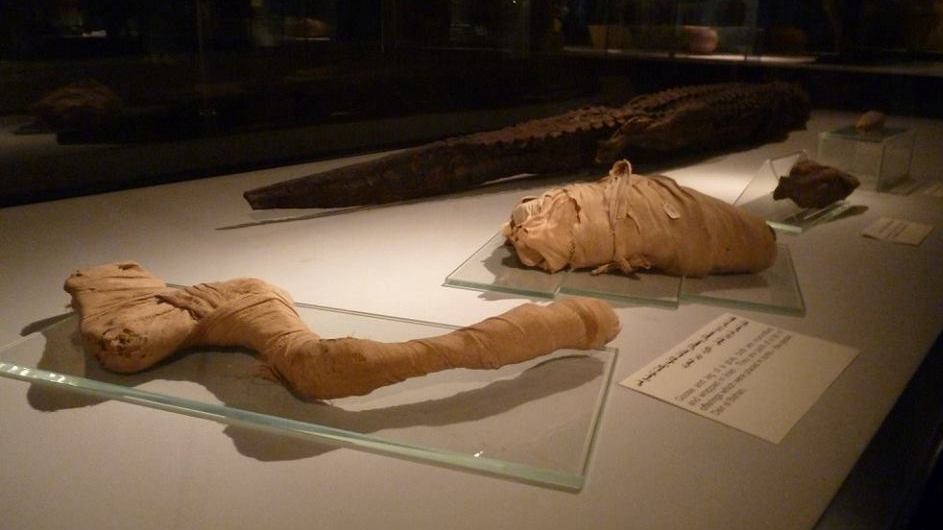 أدوات محنطة بالطريقة الفرعونية فى المتحف