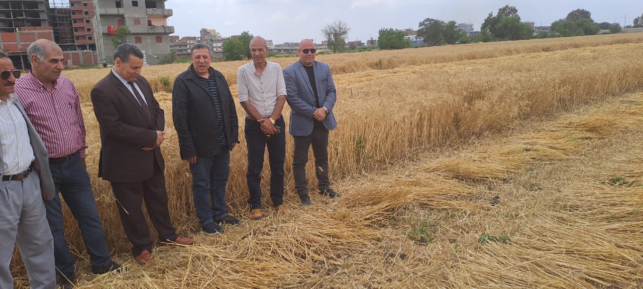 عمل محافظة البحيرة لتنظيم عمليات توريد محصول القمح للعام الجديد (3)