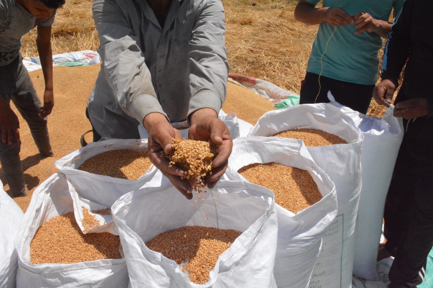 عمل محافظة البحيرة لتنظيم عمليات توريد محصول القمح للعام الجديد (7)